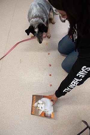 Person with a line of treats for a dog leading to a Best Friends magazine