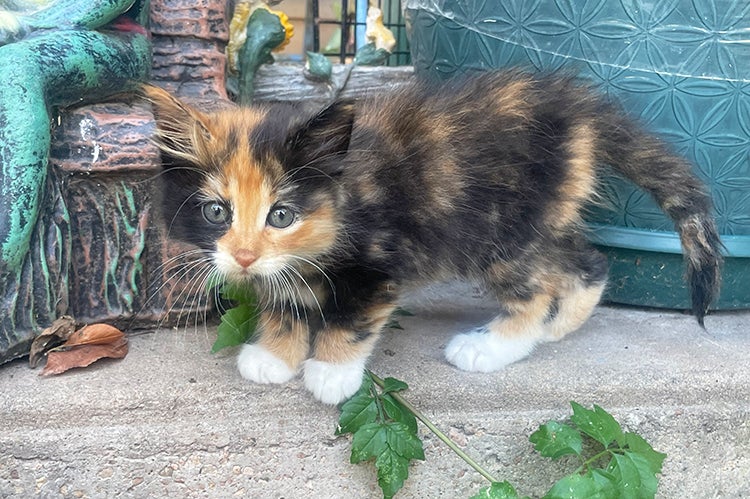 Calico kitten outside on some concrete by a plant and pot