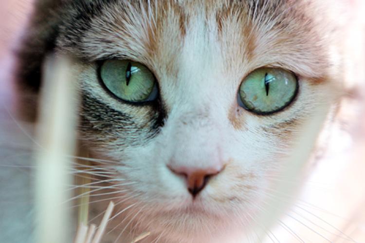 closeup on the face of a calico community cat