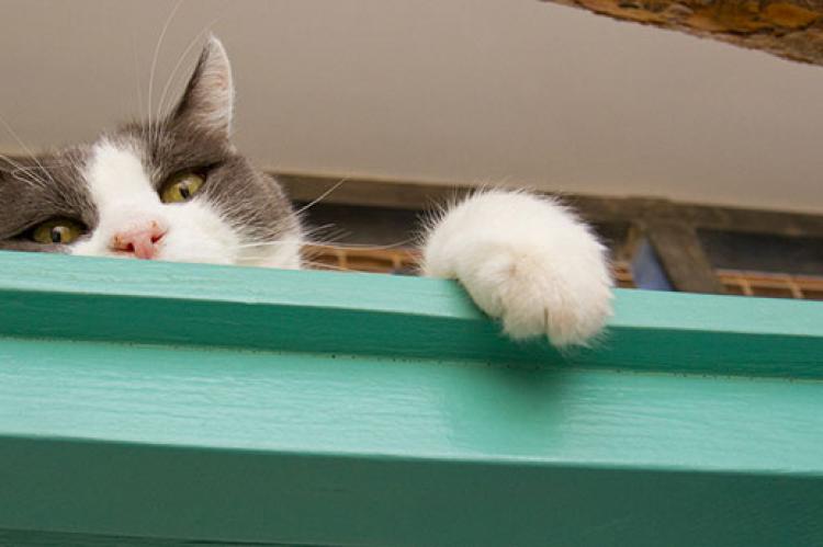 gray-and-white cat showing he is not a declawed cat by holding his paw over a ledge