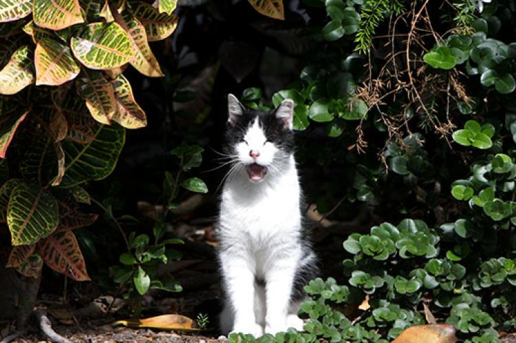 White-and-black feral cat is standing among bushes and meowing. Humane cat traps for TNVR are important to caring for outdoor cats like this one.