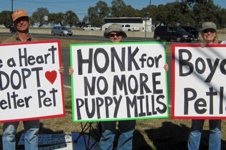 Peaceful protest at a pet store, with people holding signs to adopt a pet and stop puppy mills