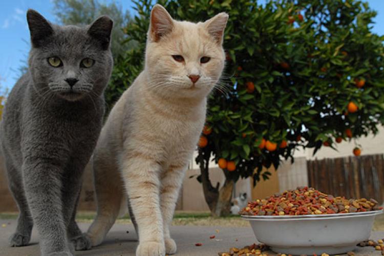 Two community cats are standing next to a bowl of food. Ear tipping shows the cats have been spayed or neutered.
