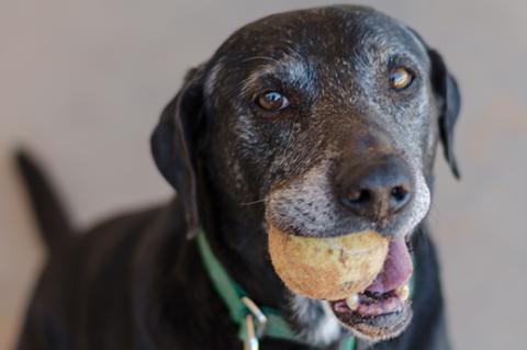 Dog who is receiving arthritis treatment playing with a ball