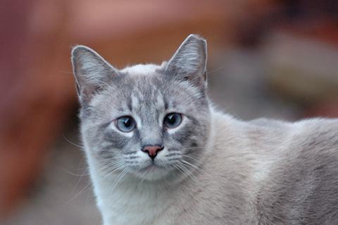 Gray community cat with ear tipped