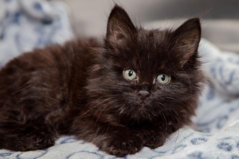 Long-hair black kitten, who has a cat URI, lying on a blanket