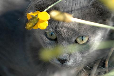 Gray feral cat who has been relocated to a new colony sitting among plants