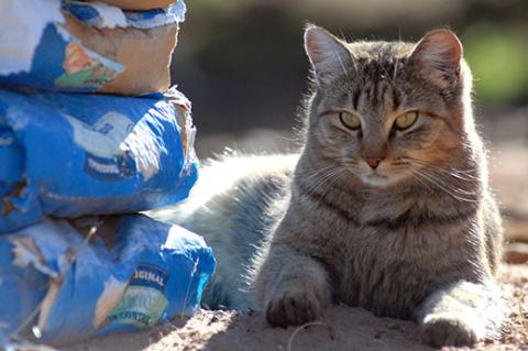 Feral cat sitting next to donated cat food from a TNVR group