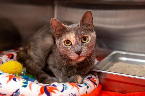 Dilute calico cat next to a small litter pan
