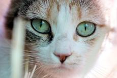 closeup on the face of a calico community cat