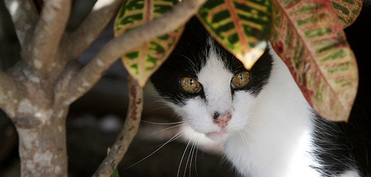 Black-and-white feral cat hiding under bushes, who will be humanely trapped for TNVR and then returned to his outdoor cat colony