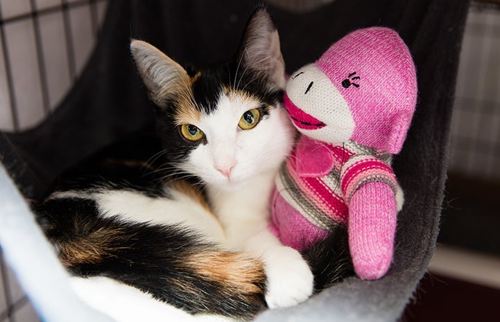Calico cat lying in a hammock next to a pink monkey stuffed toy