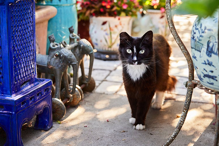 Black and white community cat with ear-tip outside on a patio