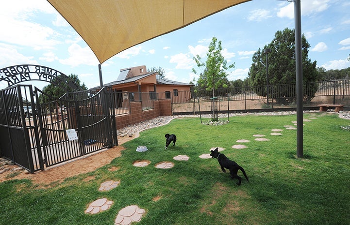Two black puppies running and playing in the grass of a puppy park
