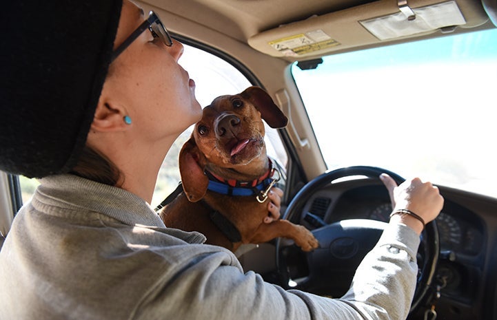Brown dachshund sticking her tongue out and sitting on the lap of someone driving