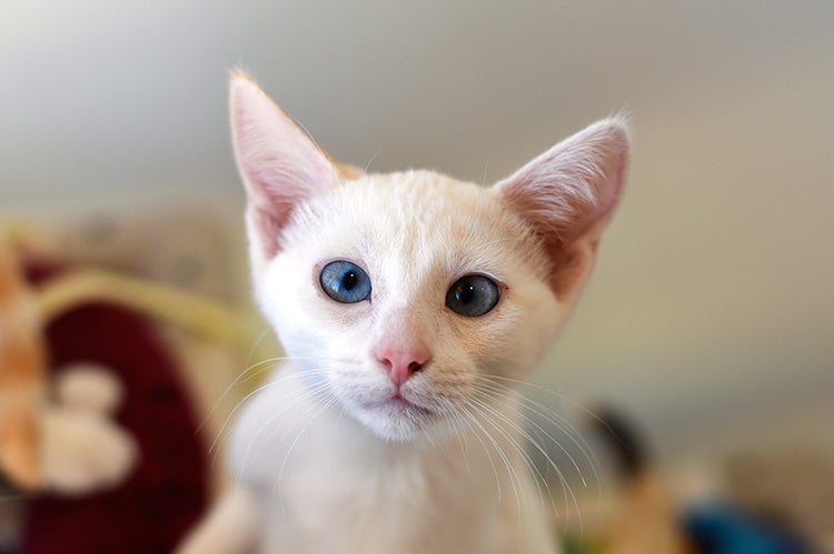 White kitten with blue eyes and big ears