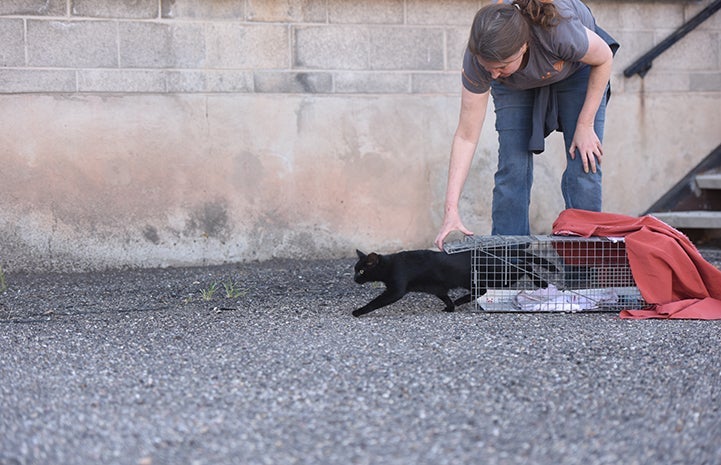 Woman bending down to release a black cat from a humane trap