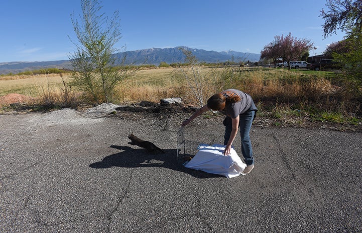A woman bending down to release a community cat from a sheet covered humane trap, as the cat bolts out