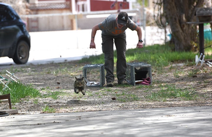 Person releasing two humane traps at the same time with one brown tabby running out