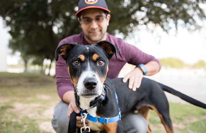 Tri-colored dog wearing a blue harness with man behind him with his arms around the dog