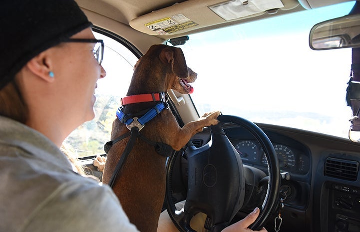 Druscilla the Dachshund loves to go on car rides