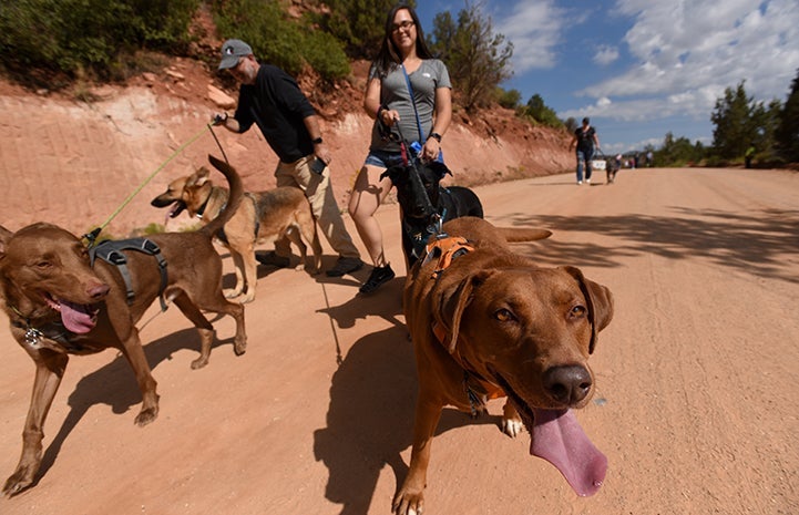 Two people walking four dogs on a hike