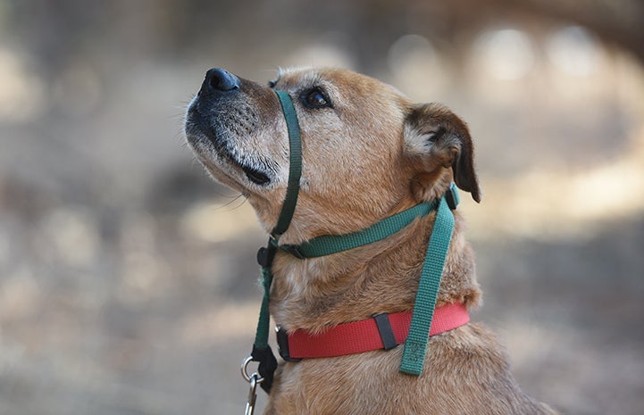 Tan dog with a graying muzzle wearing a head halter