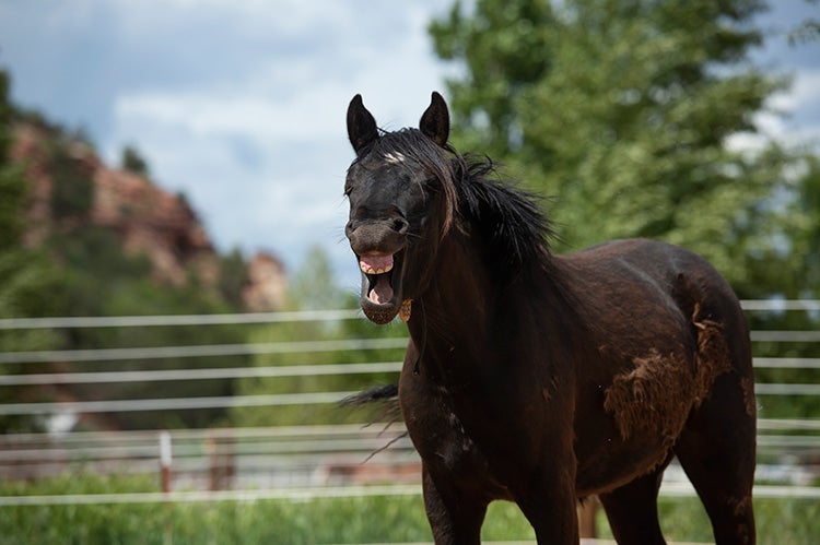 Tula the horse yawning with mouth open and teeth showing