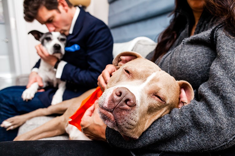 Pit-bull-type dog lying in someone's lap while a person behind them kisses the head of another dog