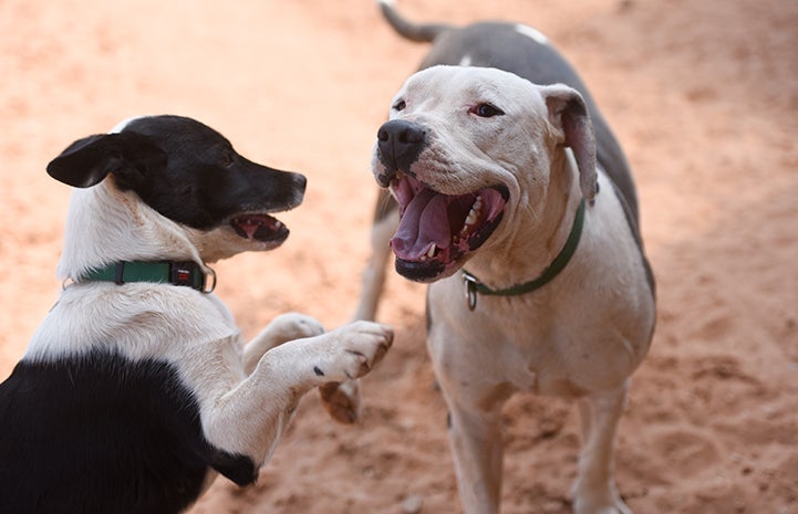 Two dogs playing and panting