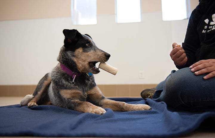 Heeler dog with a bone in his mouth next to a person training her to trade