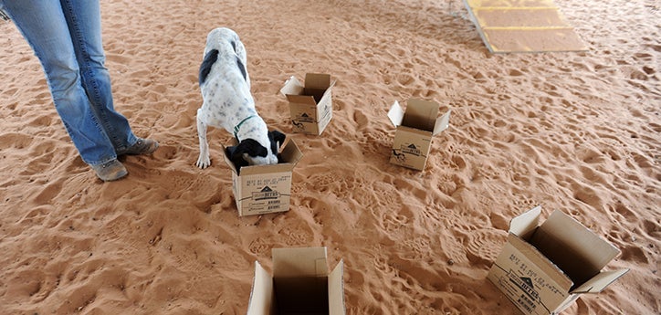 Rainey the hound mix doing nose work with multiple cardboard boxes