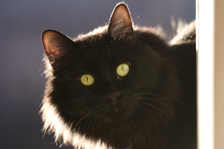 Pepe, a black cat who is backlit