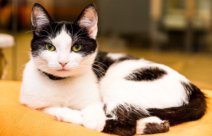Lil Bit, a black and white cat wearing a collar, lying down and looking at the camera