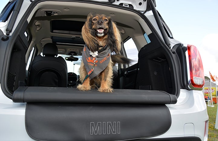 A longhaired dachshund, wearing a Best Friends bandanna, sitting in the back of an open hatchback MINI