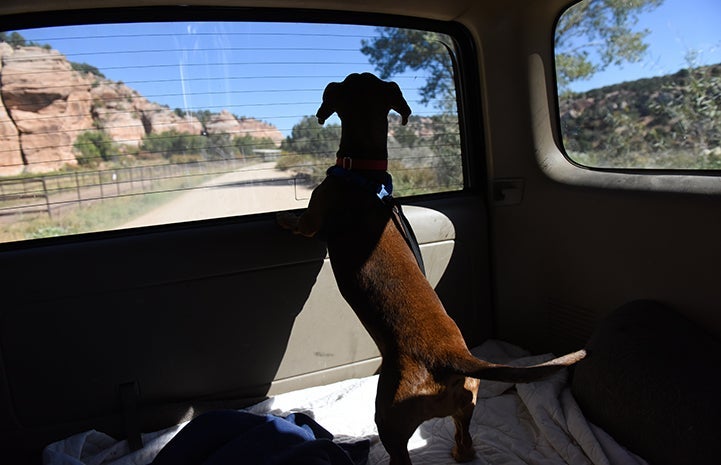 Druscilla the dachshund looking out the back window in a car