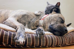 Pit bull terrier snuggling with a kitty
