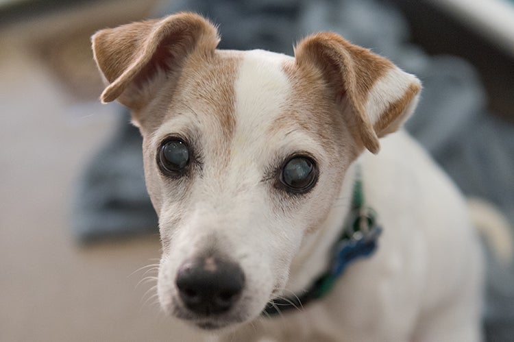 A little terrier-type dog with floppy ears and cataracts in his eyes