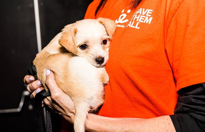 Scruffy tan terrier puppy being held by someone wearing a Best Friends T-shirt