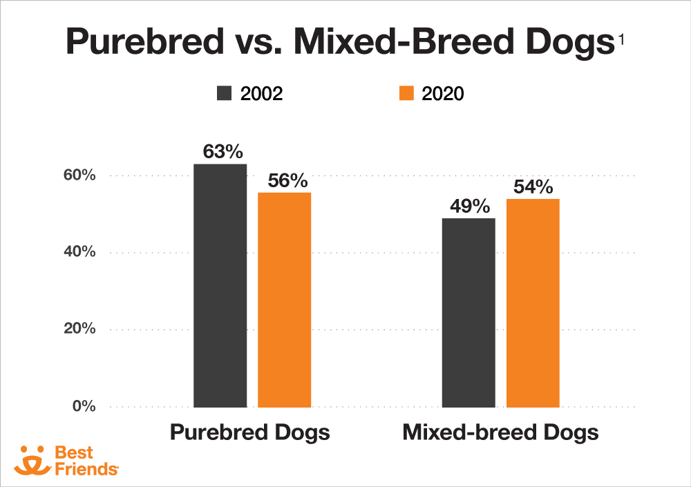 purebred vs mixed-breed adoption comparison