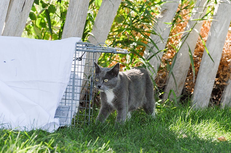 Gray and white feral cat walking near a humane trap used for TNR