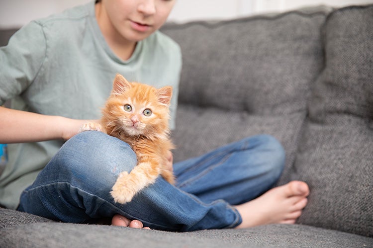 Person sitting on a couch with an orange tabby kitten in his lap