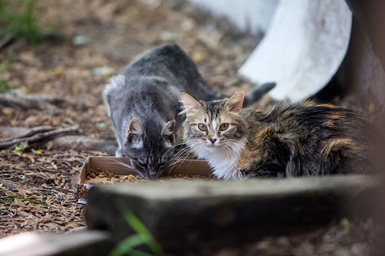 Ear-tipped stray cats eating who have already undergone trap-neuter-return (TNR)