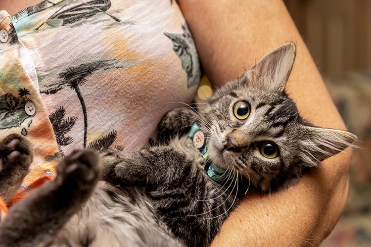 Tabby cat being held in a person's arm