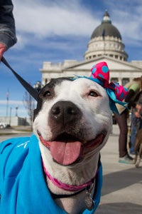 All dogs are individuals and deserve a chance for a happy life, including pit bull terriers