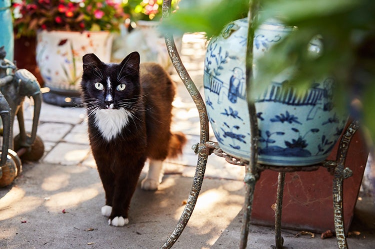 black-and-white community cat standing among outdoor furniture