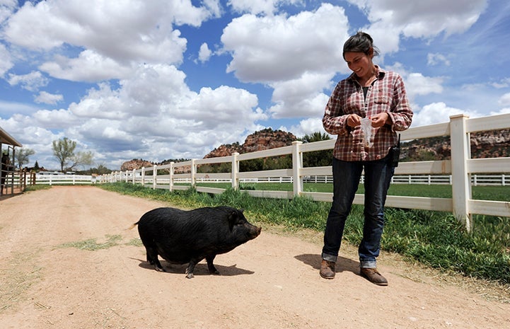 An educated public is the best defense against poor pig health and homelessness resulting from the teacup pig craze. This pig is out on a walk with her caregiver.