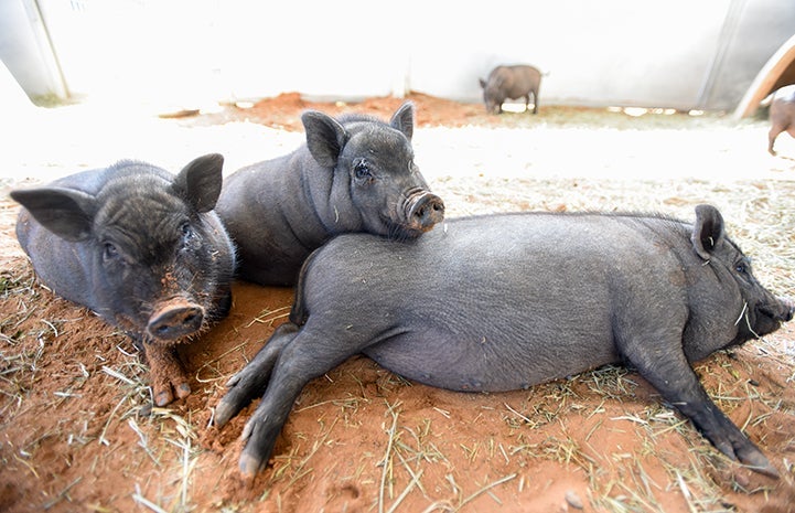 Even for pigs advertised as tiny, the average adult size is 100 pounds like the grey pigs shown here, and they can often reach up to 200 pounds