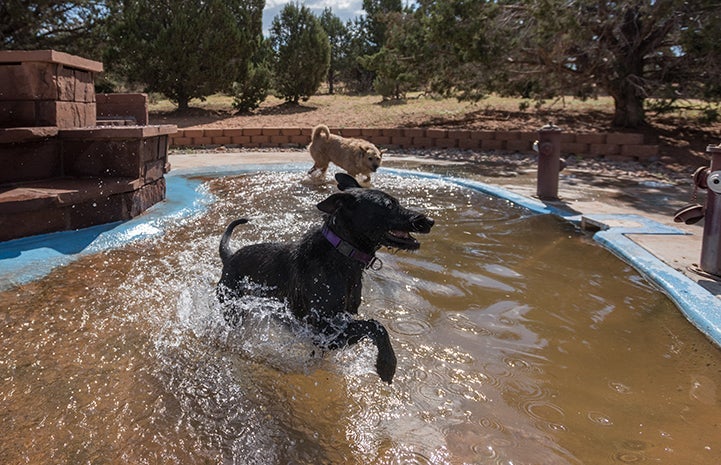 Two dogs playing in a pool filled with water in the summer heat