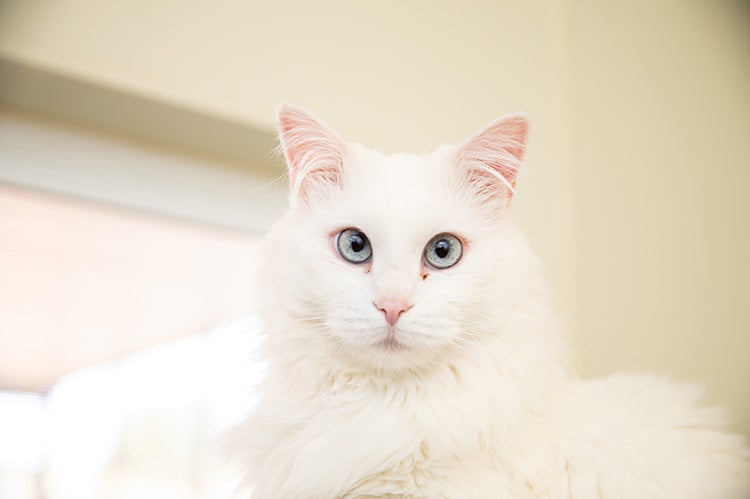Zima, a white cat from the Incontinental Suite at Cat World